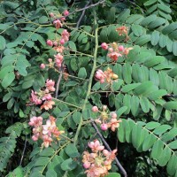 Cassia roxburghii DC.